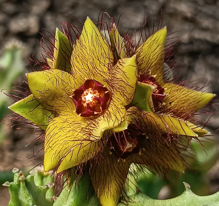 Caralluma indica 5 Seeds