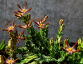 Orbea chrysostephana 7 Seeds