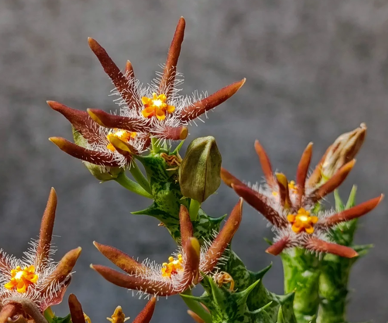 Orbea chrysostephana 7 Seeds