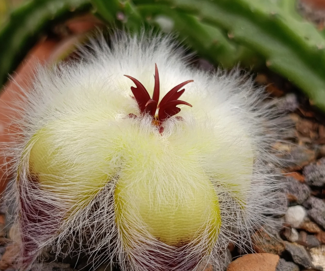 Stapelia hirsuta var. hirsuta 7 Seeds