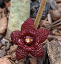 Stapelia similis 7 Seeds