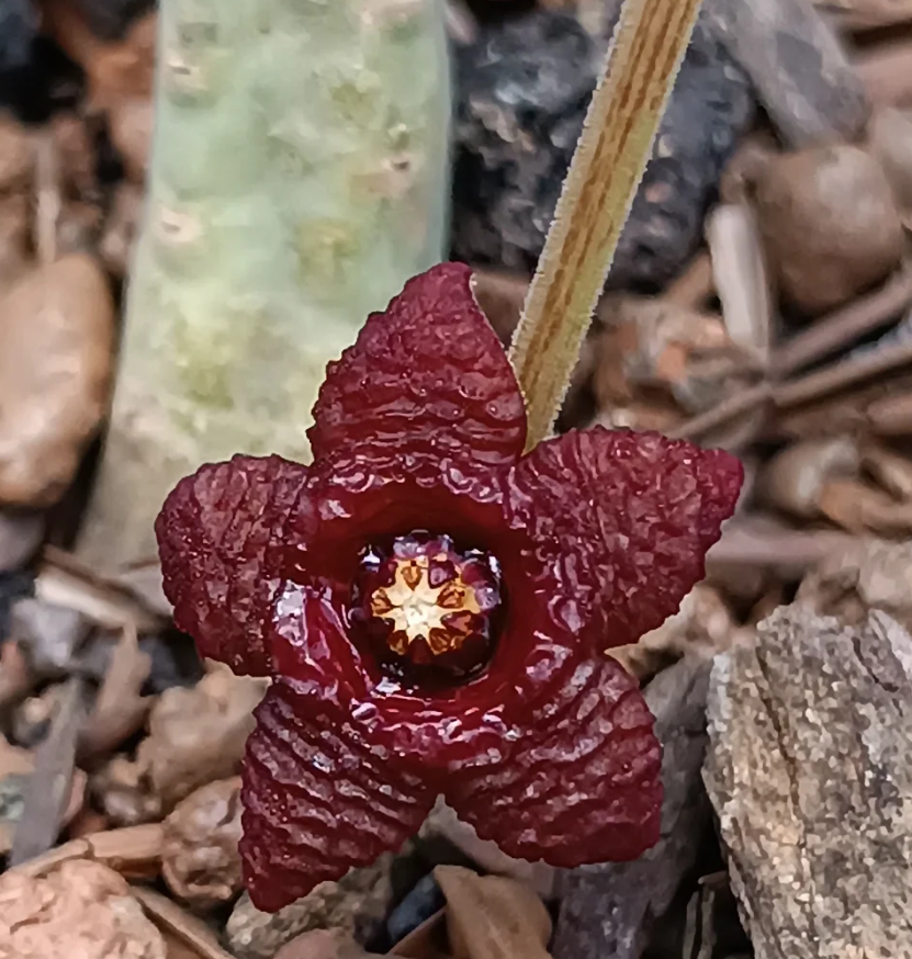 Stapelia similis 7 Seeds