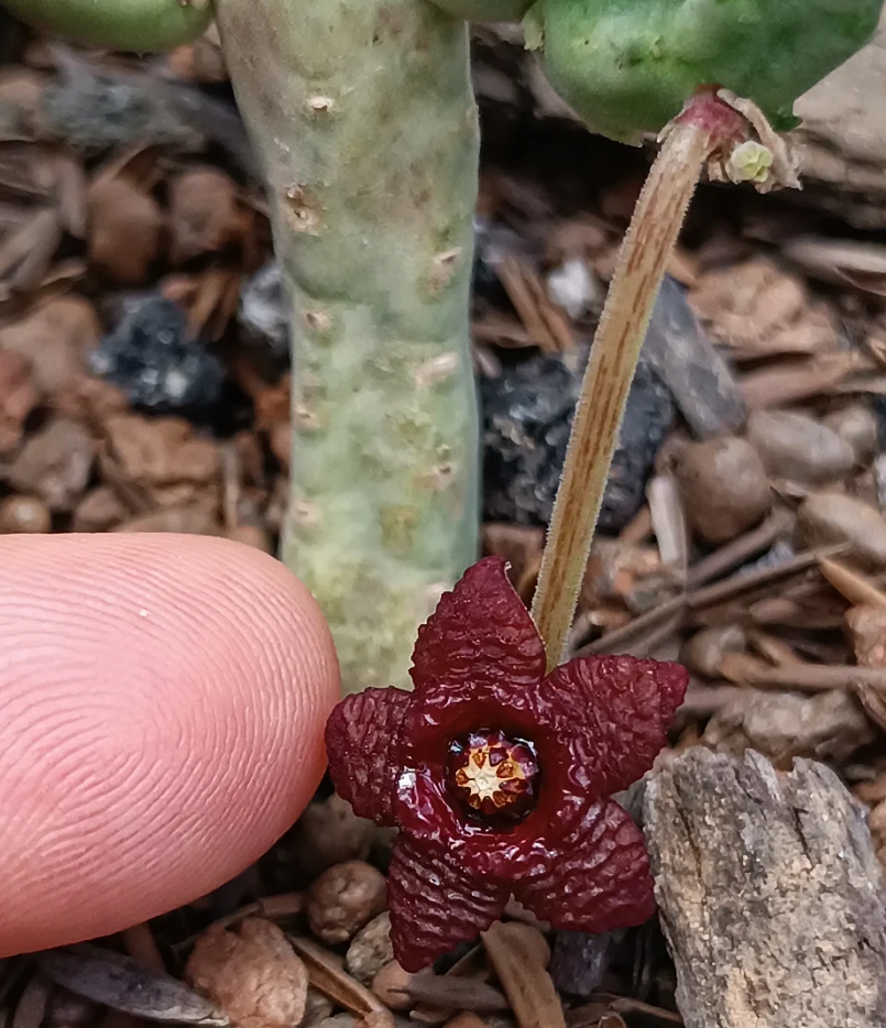 Stapelia similis 7 Seeds