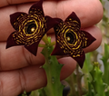 Caralluma 'Eclipse' 5 Seeds