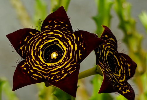 Caralluma 'Eclipse' 5 Seeds