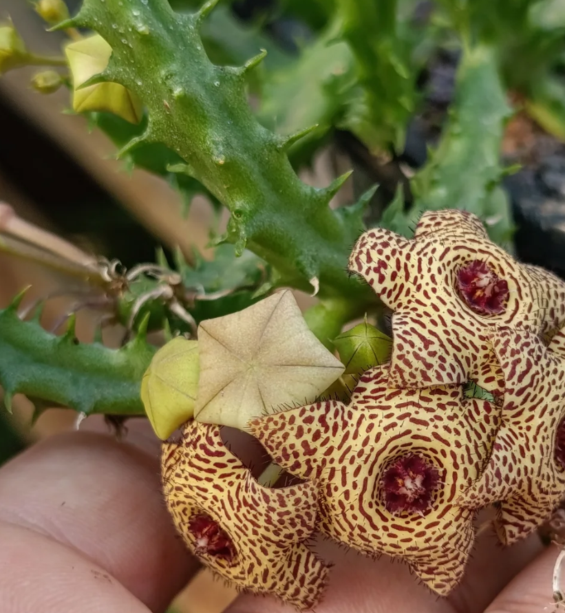 Huervalluma 'Simetrium' 6 Seeds