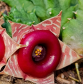 Huernia zebrina ssp. Insigniflora 5 Seeds
