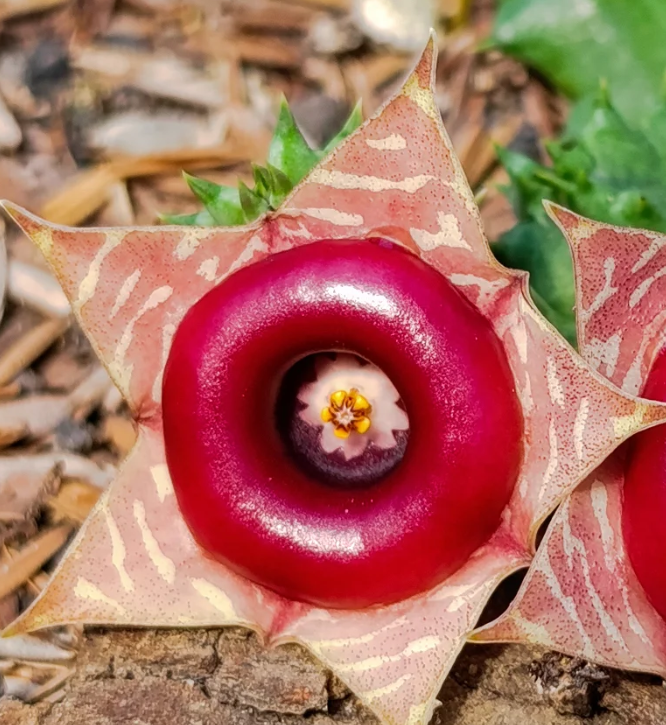 Huernia zebrina ssp. Insigniflora 5 Seeds