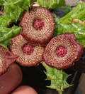 Stapelianthuervalia 'Midnight' 5 Seeds