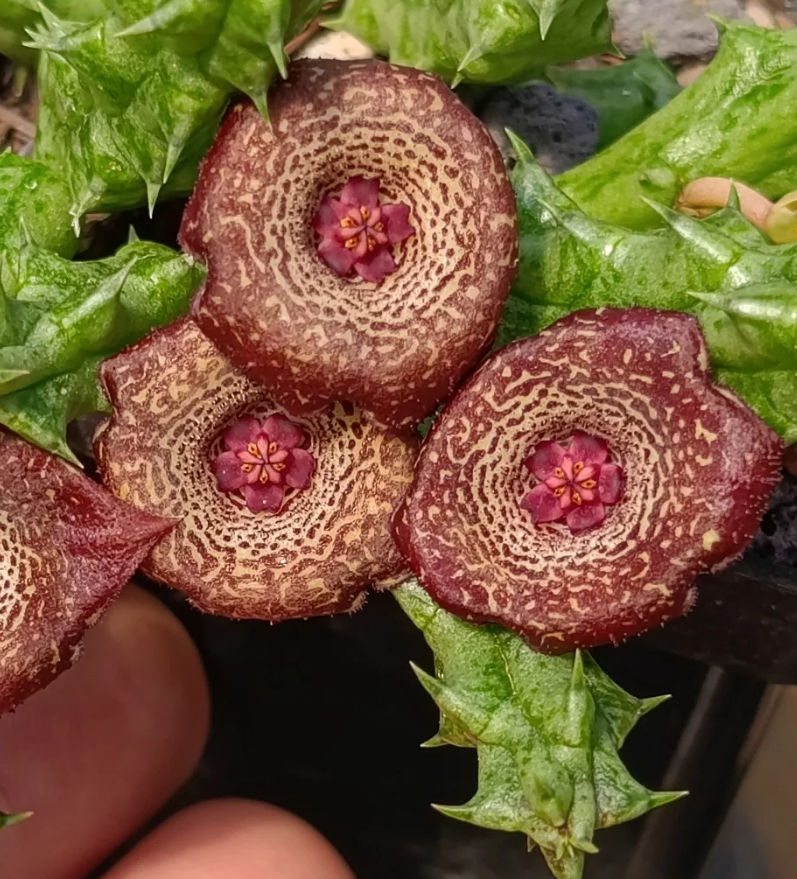 Stapelianthuervalia 'Midnight' 5 Seeds