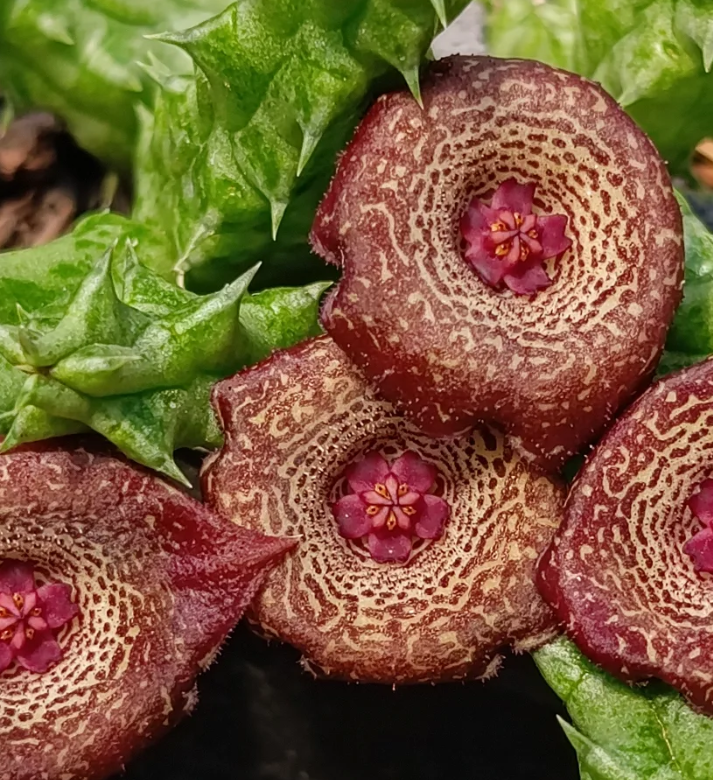Stapelianthuervalia 'Midnight' 5 Seeds