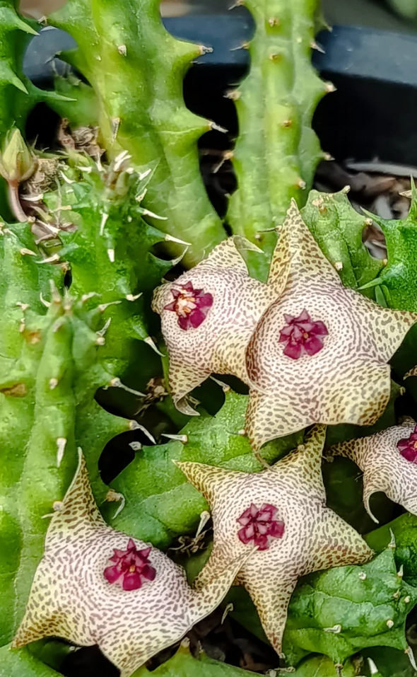 Huervalia 'Starbust' 7 Seeds