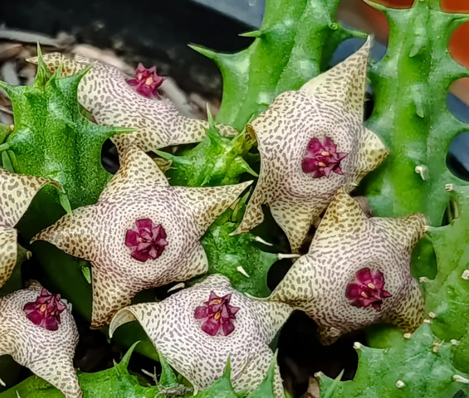 Huervalia 'Starbust' 7 Seeds