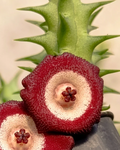 Huervalia 'Star Eye' 7 Seeds