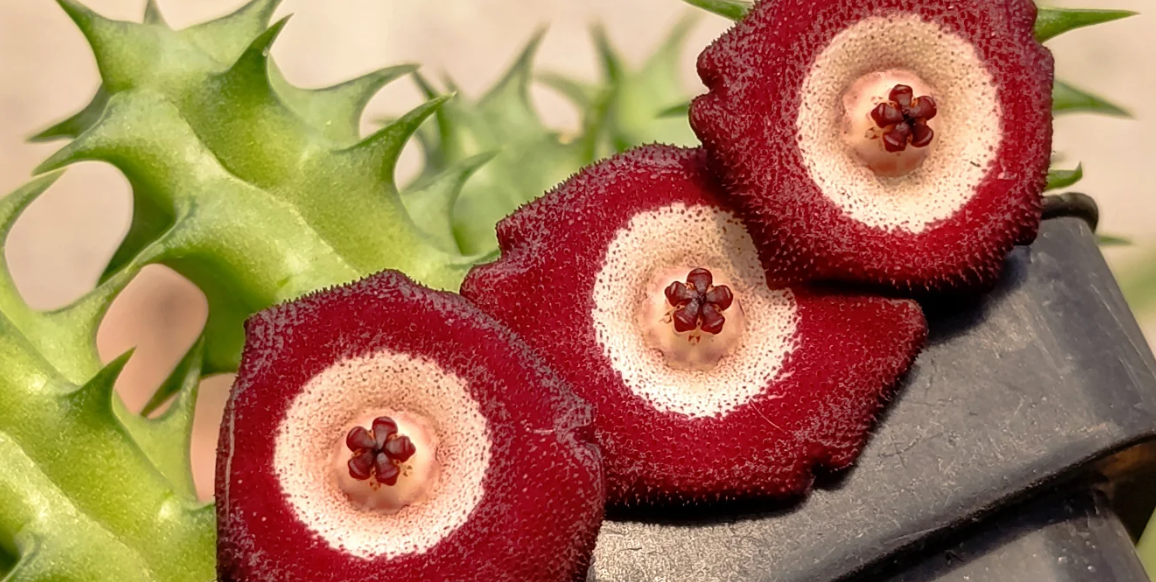 Huervalia 'Star Eye' 7 Seeds