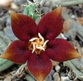Piaranthus atrosanguineus 5 Seeds