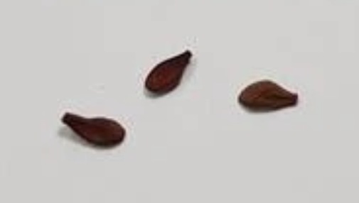 Piaranthus geminatus ssp. geminatus 5 Seeds