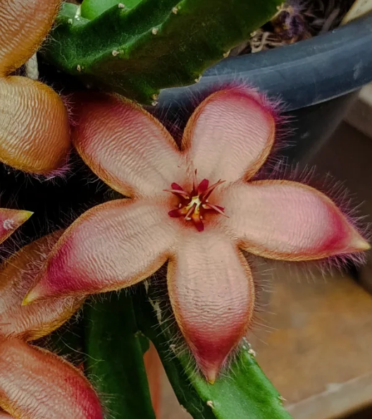 Stapelia aterias rosa 7 Seeds