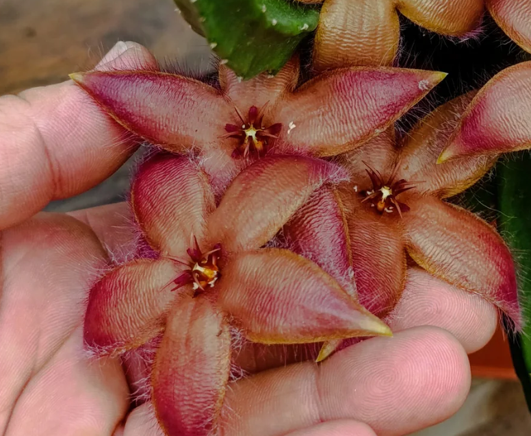 Stapelia aterias rosa 7 Seeds