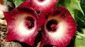 Huernia 'Blood Eye' 5 Seeds