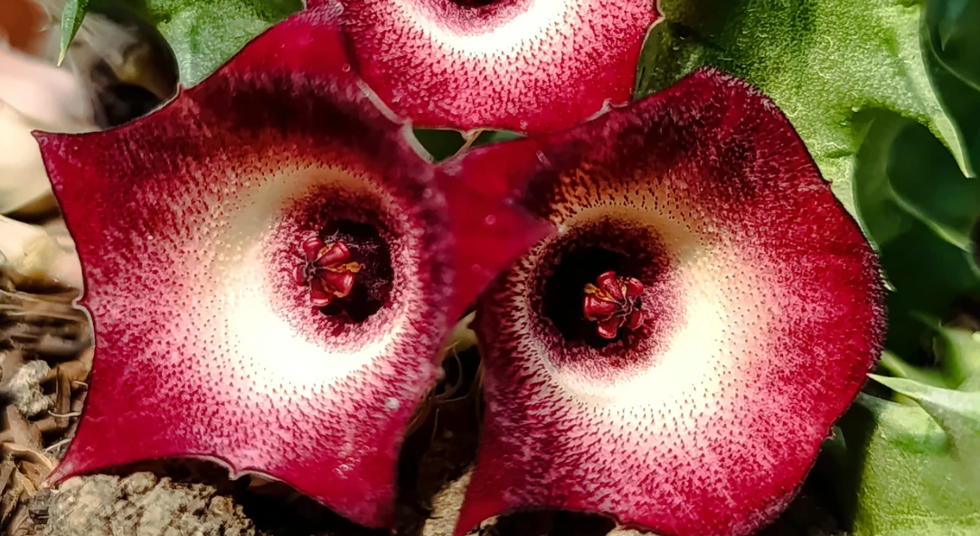 Huernia 'Blood Eye' 5 Seeds