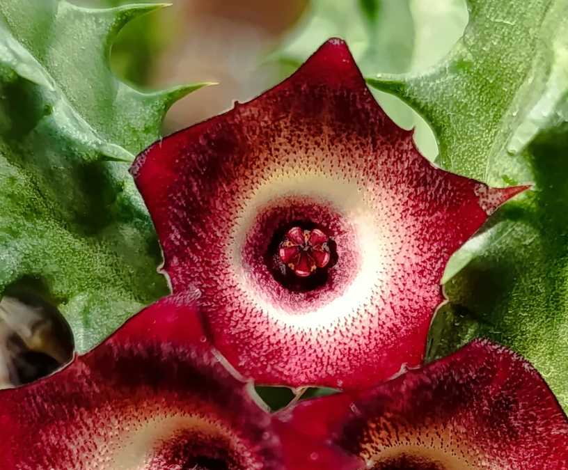 Huernia 'Blood Eye' 5 Seeds