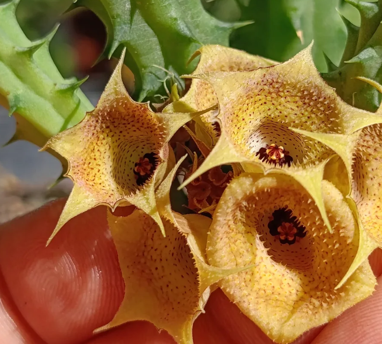 Huernia 'Sunset' 5 Seeds