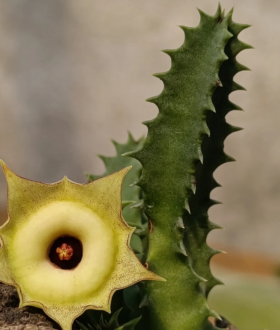 Huernia thudichumii 5 Seeds