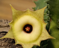 Huernia thudichumii 5 Seeds