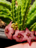 Stapelia paniculata ssp scitula (striata) 7 Seeds