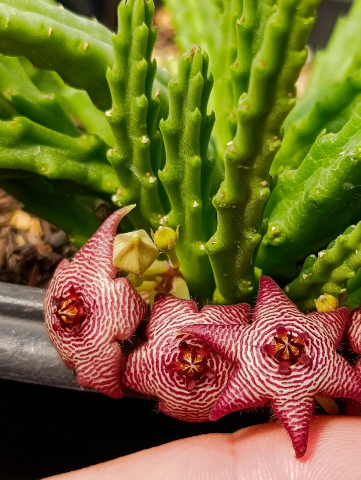 Stapelia paniculata ssp scitula (striata) 7 Seeds