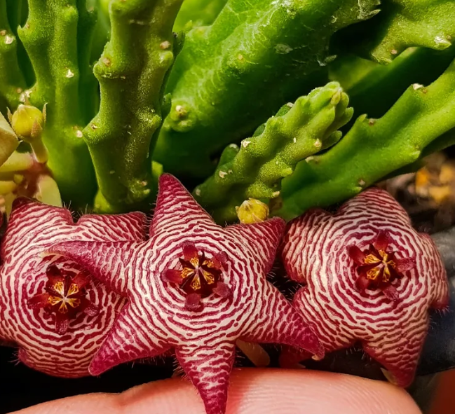 Stapelia paniculata ssp scitula (striata) 7 Seeds