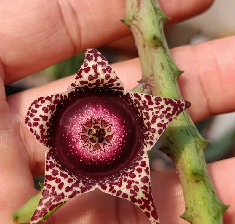 Orbea hardyi 7 Seeds