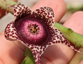 Orbea hardyi 7 Seeds