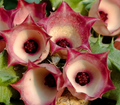 Huernia 'Beauty' 5 Seeds