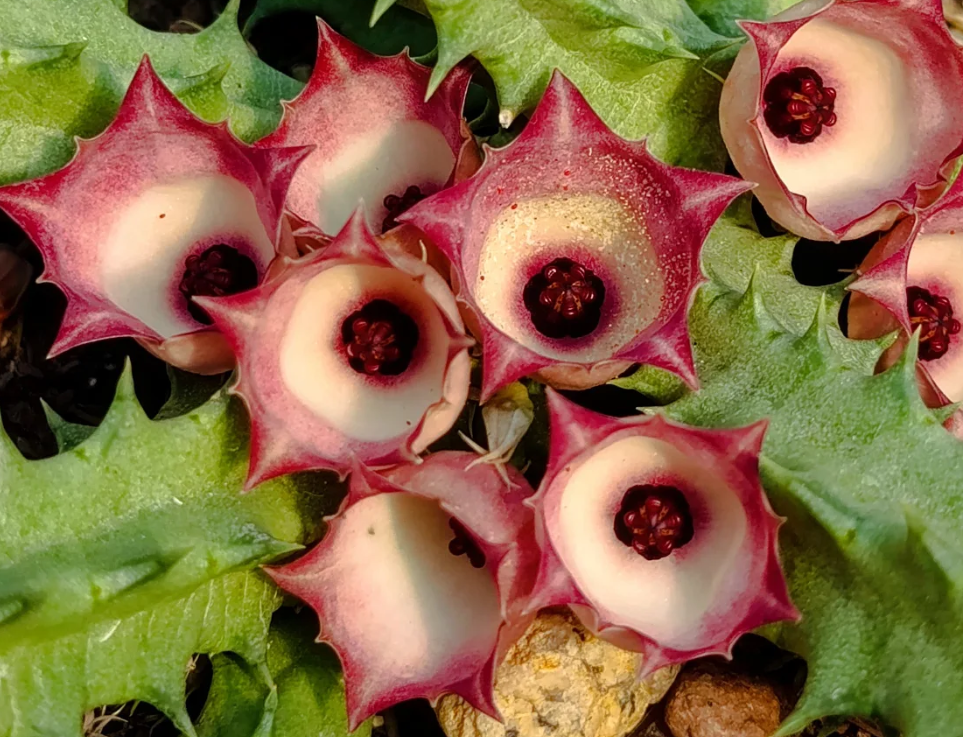 Huernia 'Beauty' 5 Seeds