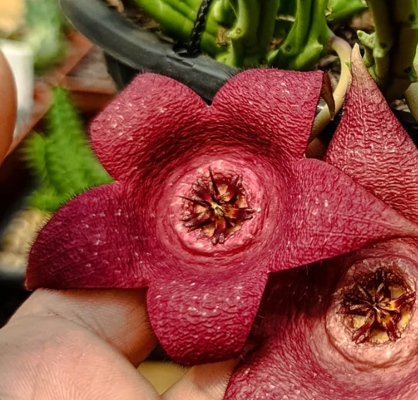 Orbeapelia 'Berlinensis' 7 Seeds