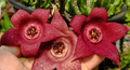 Orbeapelia 'Berlinensis' 7 Seeds