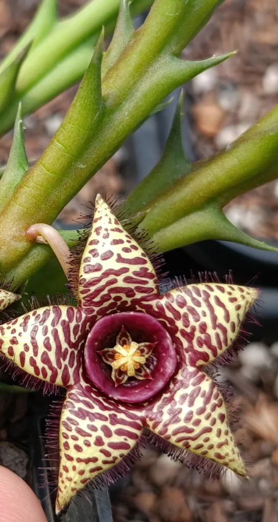 Orbea 'Zebra' 7 Seeds