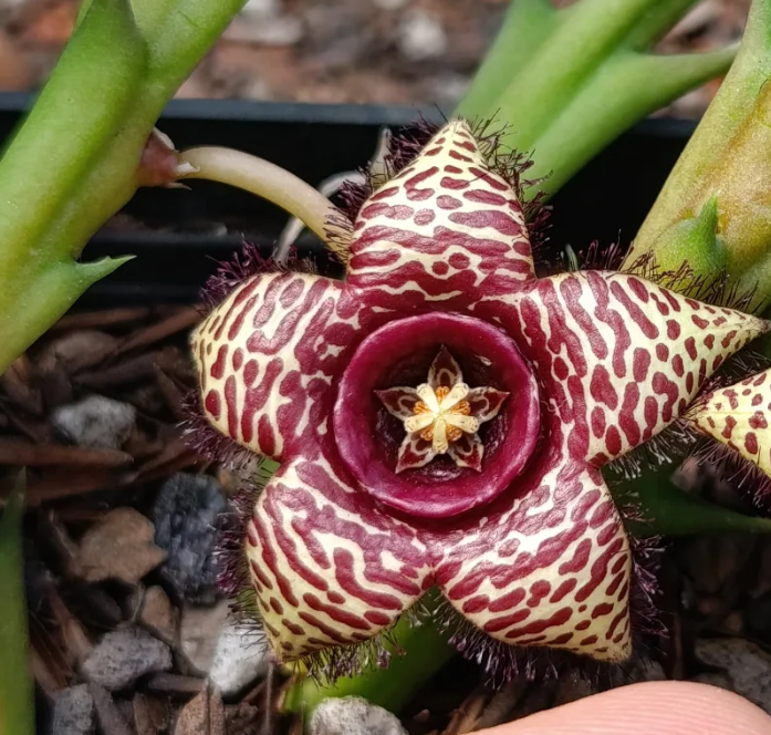 Orbea 'Zebra' 7 Seeds