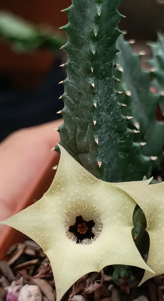 Huernia bayerii aka Huernia thuretii 5 Seeds