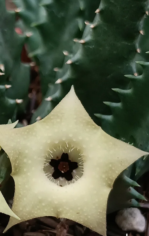 Huernia bayerii aka Huernia thuretii 5 Seeds