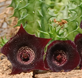 Huernia 'Anubis Eye' 5 Seeds