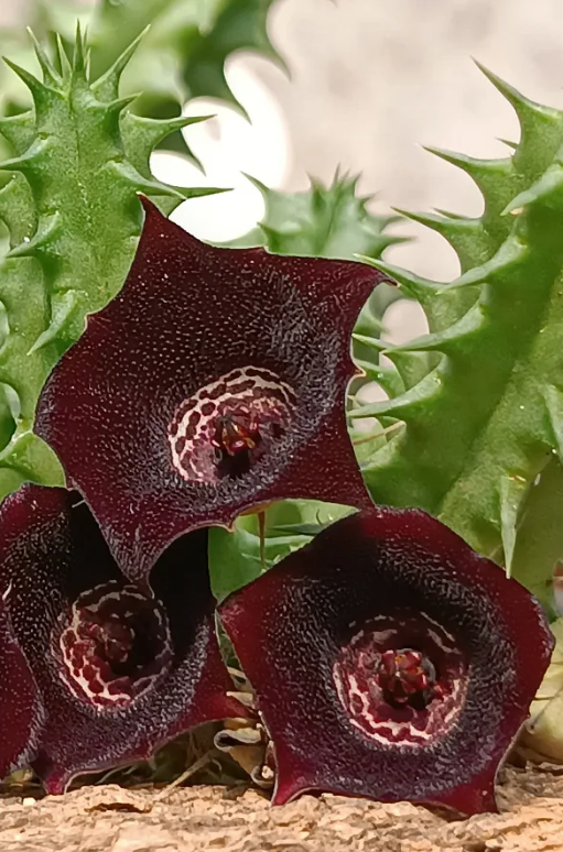 Huernia 'Anubis Eye' 5 Seeds