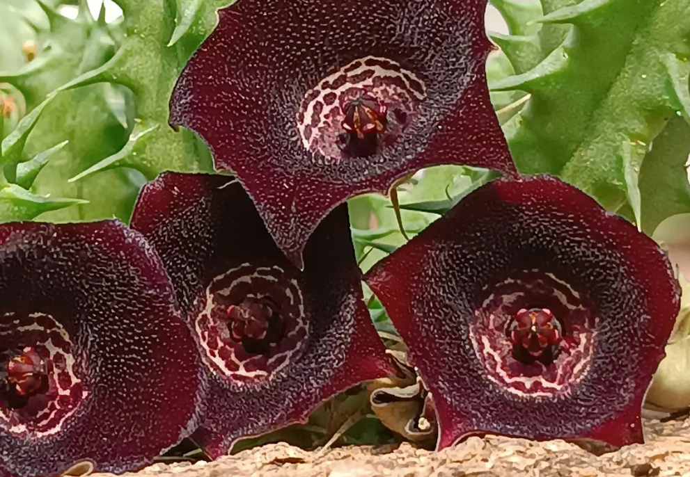 Huernia 'Anubis Eye' 5 Seeds