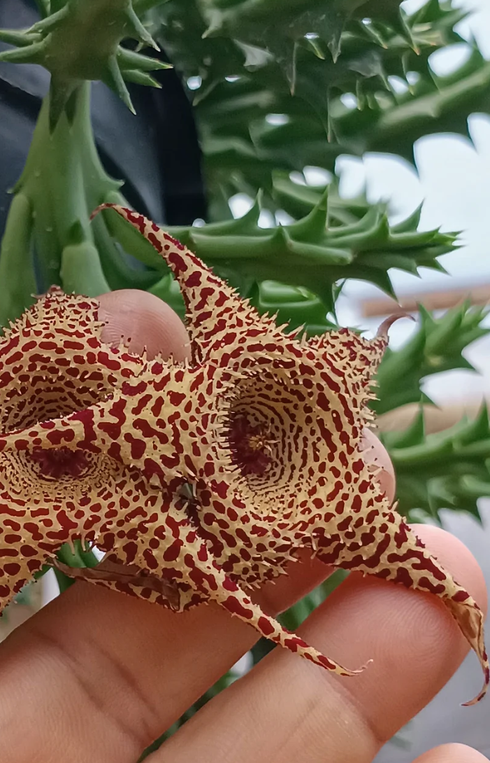 Huerorbea 'Desert Spine ' 5 Seeds
