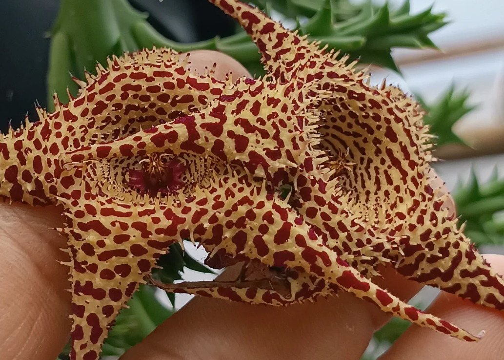 Huerorbea 'Desert Spine ' 5 Seeds