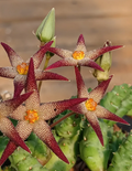 Piaranthus geminatus 5 Seeds