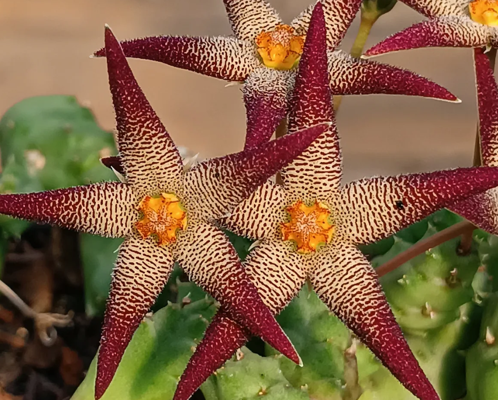 Piaranthus geminatus 5 Seeds