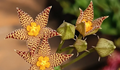 Piaranthus geminatus ssp decorus 5 Seeds